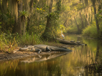 American alligator in the Everglades